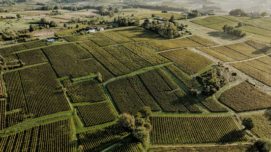 Weinbaugebiet im Medoc in Bordeaux mit Weinbergen