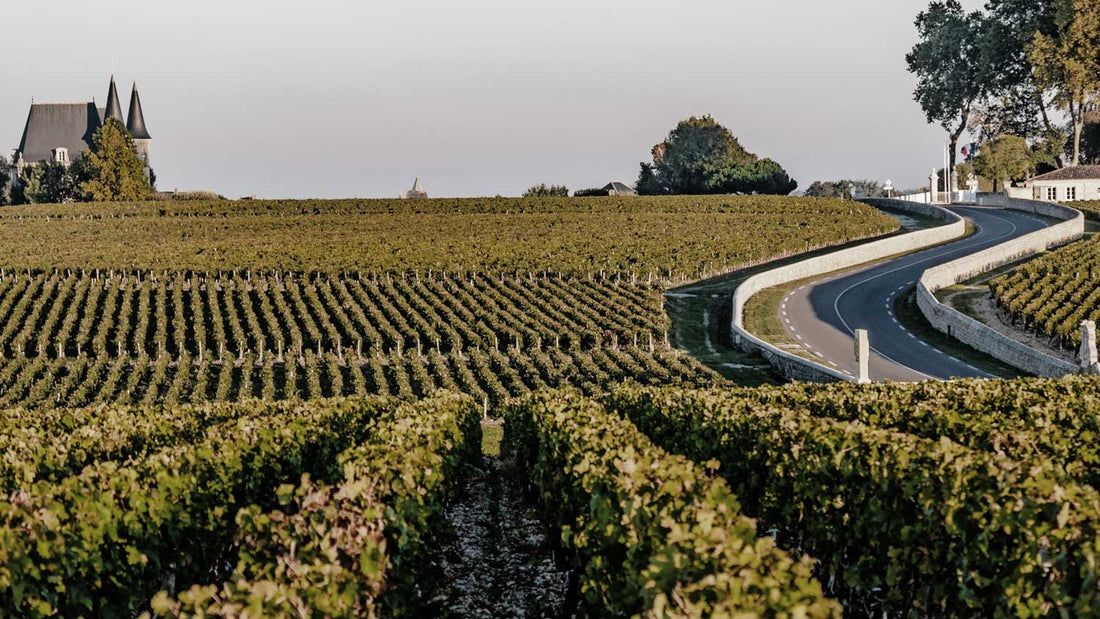 Eine Straße führt durch Weinberge zu einem Weinberg in Bordeaux