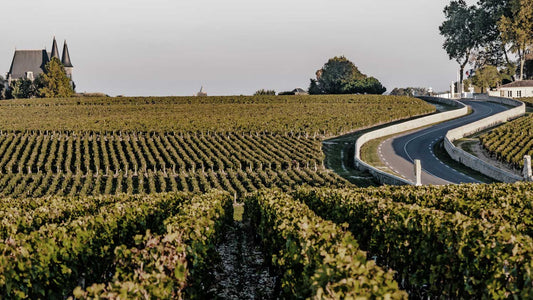 Eine Straße führt durch Weinberge zu einem Weinberg in Bordeaux
