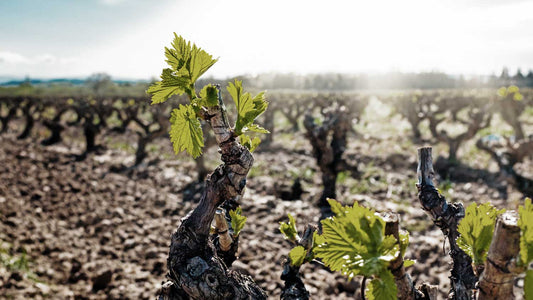 Weinreben stehen im Weinberg in der Sonne auf lockerem Boden