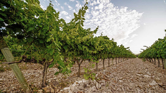 Weinreben stehen in einer Reihe im Weinberg von Bordeaux in lockerer Erde
