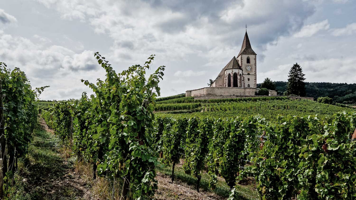 Eine Kirche steht in einem Weinberg und ist umgeben von vielen Weinreben in Reihen.