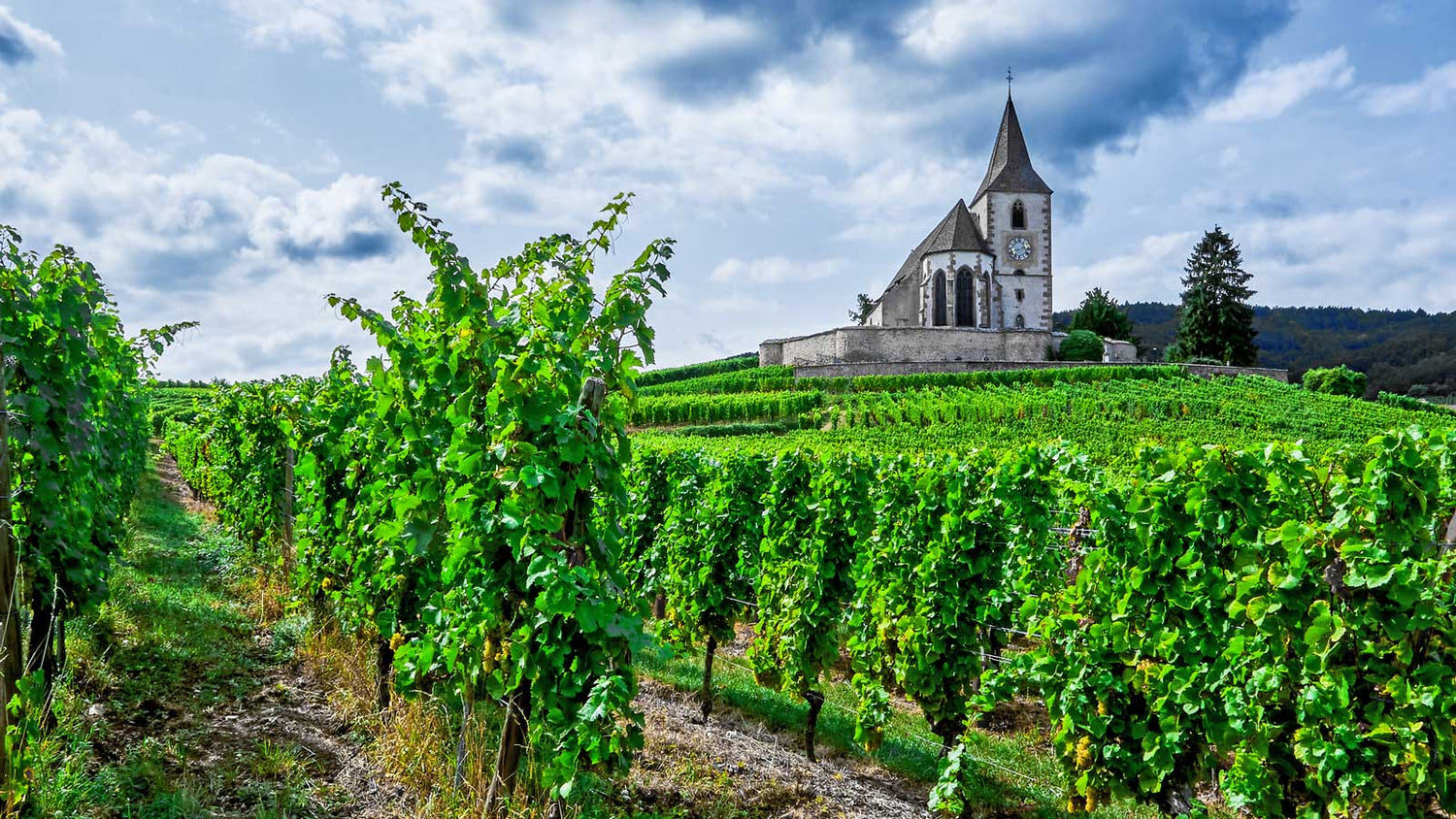 Eine Kirche steht in einem Weinberg und ist umgeben von vielen Weinreben in Reihen.