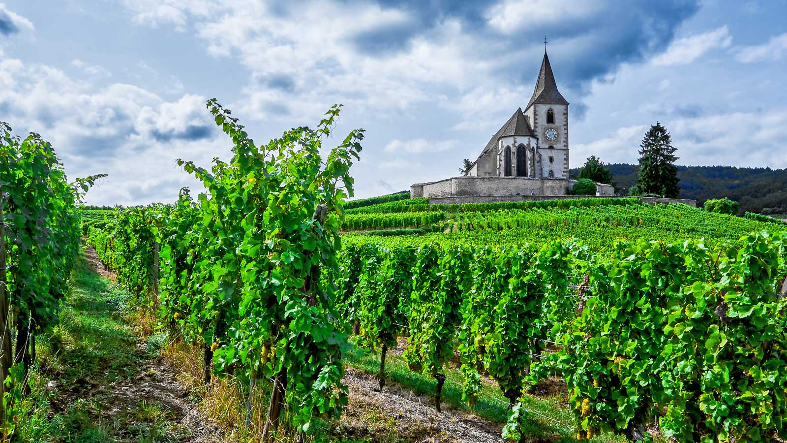 Eine Kirche steht in einem Weinberg und ist umgeben von vielen Weinreben in Reihen.