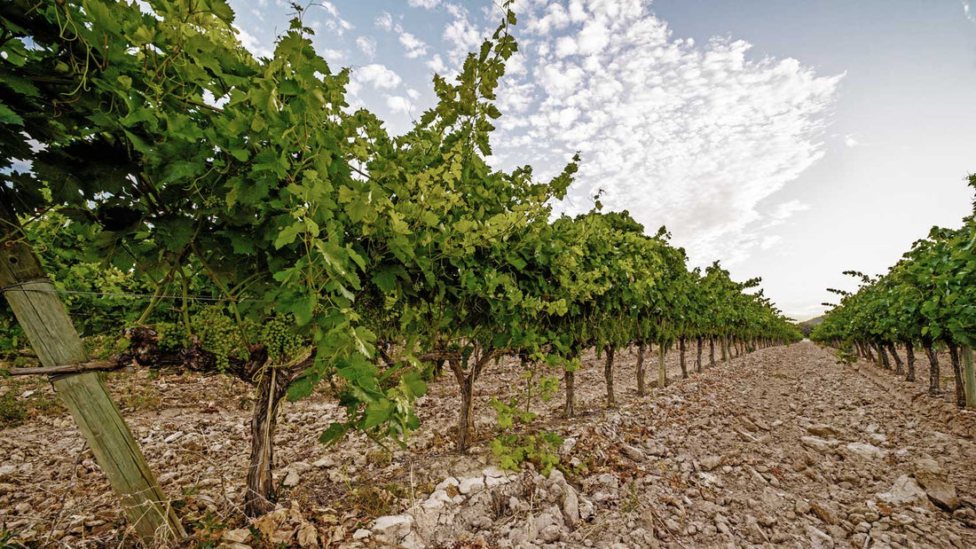 Weinreben stehen in einer Reihe im Weinberg von Bordeaux in lockerer Erde
